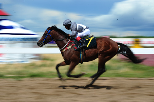 值得一提的是,莱德马业周末所承办的赛事都会放在莱德新赛马场举行