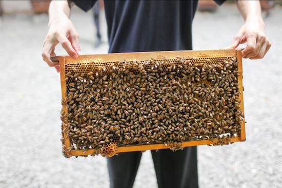 "撑起"年轻 法国娇兰帝皇蜂姿蜂皇修复精华上市之旅