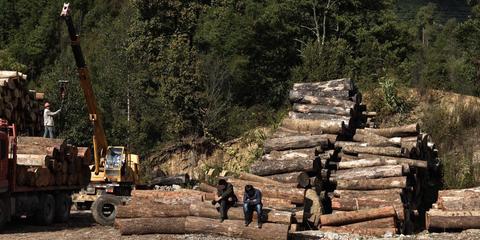 153中国人赴缅甸违法伐木获刑