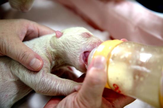 一对北极熊龙凤胎在泉城海洋极地世界诞生