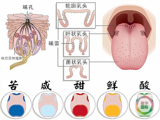 与你群号品茶:从味觉共鸣到精神共鸣的千年仪式