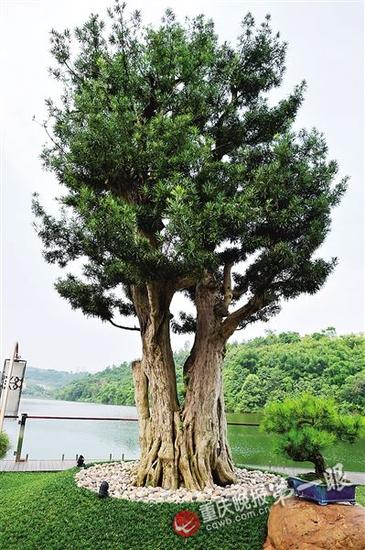 花园中最贵的罗汉松价值680万元 花园里的假山与名树和谐搭配 花50