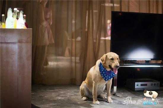 神犬小七曝花絮明星犬演技惊艳