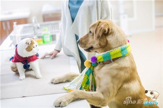 总发行人,吴玉江担任制片人,"神犬"系列电视剧第二部,拉布拉多犬小七