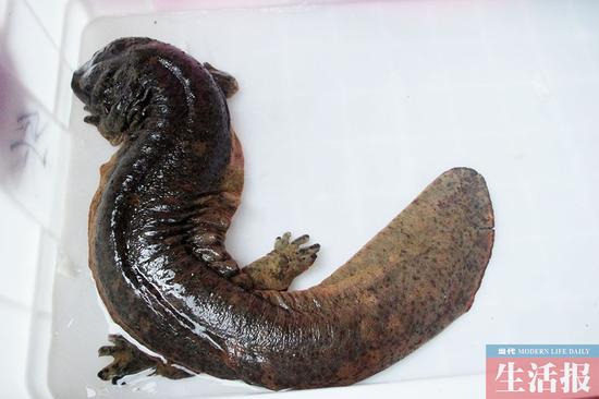 南宁市民捡到5斤重娃娃鱼 专家:不适合放生邕江