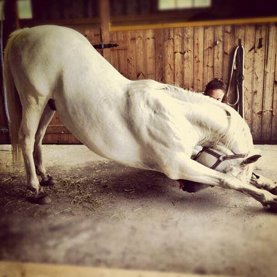 陈彼德评马:世界最昂贵的性交易 配种一次几十万