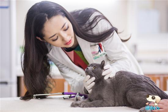 郭碧婷给动物看病