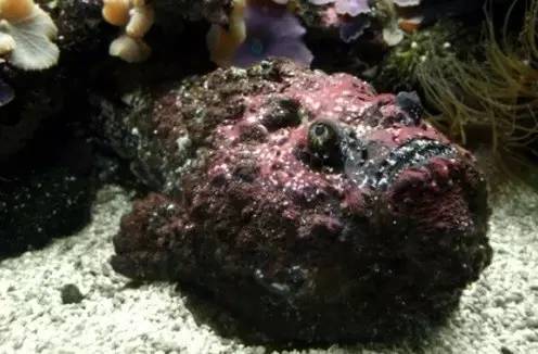海边游泳一定要警惕这些危险_新浪健康_新浪网