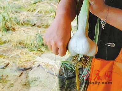 上,有人把拳头大小的蒜卖到了5元钱一斤,而普通大蒜的市场价才4元钱