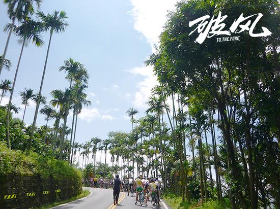 梅山三十六湾路边的槟榔树与椰子树