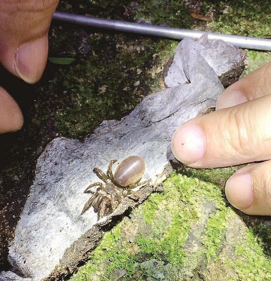 湖大5名师生暑期入深山老林捕获5千只蜘蛛图