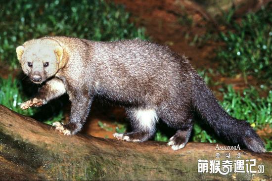 《萌猴奇遇》曝剧情预告 不是要拍纪录片_手机新浪网