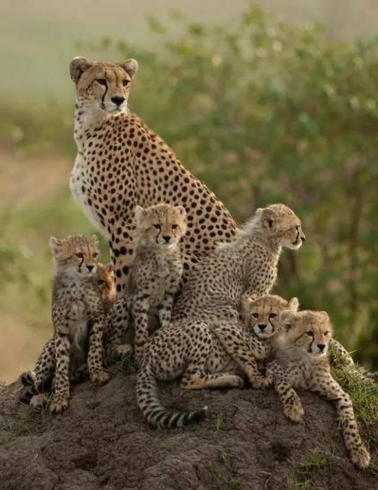 动物界混搭风:神奇动物大合照