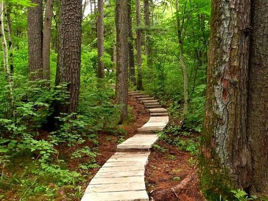 　　伊春市位于黑龙江省东北部,小兴安岭纵贯全境，北到中俄边境黑龙江边，南接沃野千里的松嫩平原，与俄罗斯隔江相望。