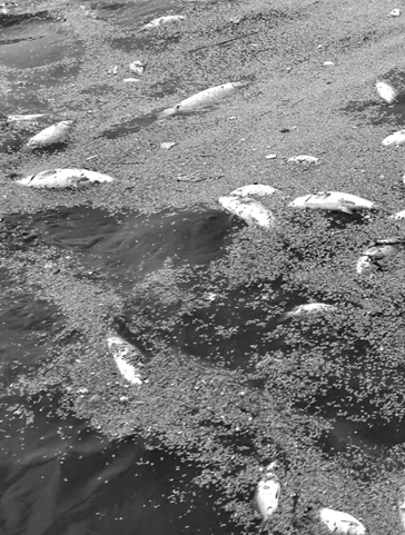 两公里河道漂浮着死鱼