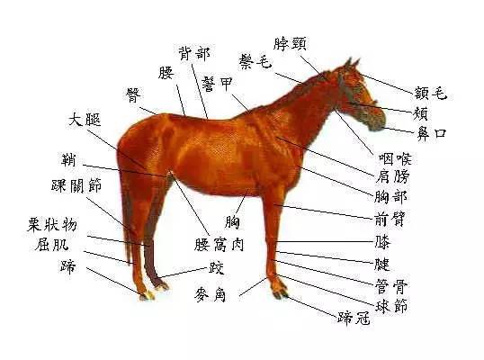 马的种类及图片和介绍图片