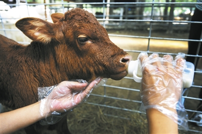 第一代转基因小牛在喝牛奶