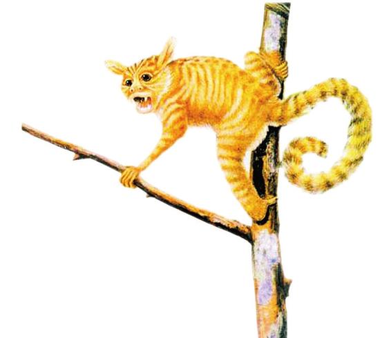 山西古文化之"世纪曙猿"