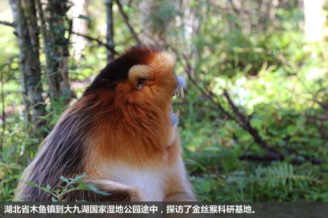 斯巴鲁“31座森林星之旅”神农架艺术写生