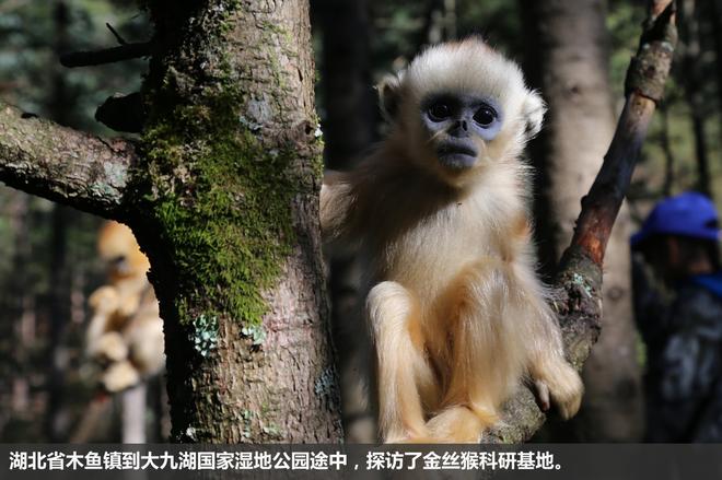 斯巴鲁“31座森林星之旅”神农架艺术写生