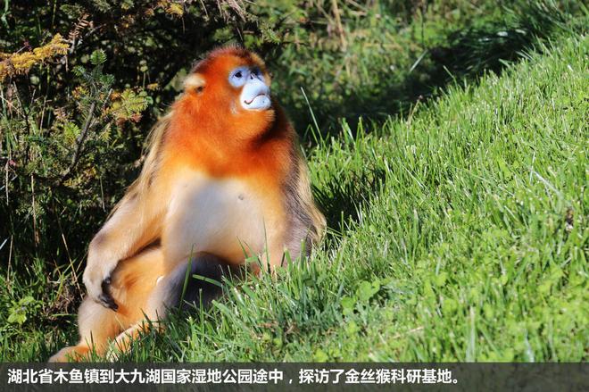 斯巴鲁“31座森林星之旅”神农架艺术写生