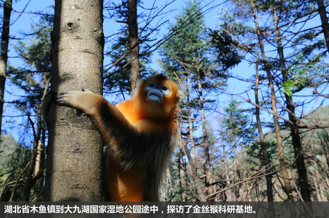 斯巴鲁“31座森林星之旅”神农架艺术写生