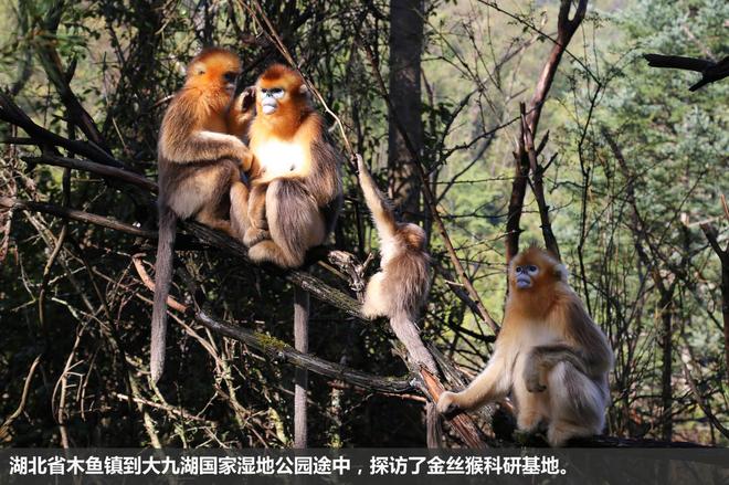 斯巴鲁“31座森林星之旅”神农架艺术写生