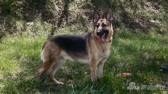 Joel Burgess的爱犬River