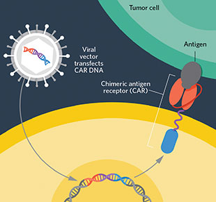 经由对T淋巴细胞停止润饰，使嵌合抗原受体(chimeric antigen receptors，CARs)得到表白，科学家能够使细胞辨认并杀死那些逃过免疫体系的肿瘤细胞。嵌合抗原受体能够辨认癌症特异性的抗原。这一进程涉及到提取病人的T细胞，将一个嵌合抗原受体的基因转入，然后把转入后的细胞注入到病人体内