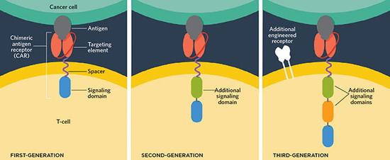 齐利格?伊萨哈和斯蒂芬?罗森伯格应用模块计划的方法构建了第一种CAR-T细胞，包含一种细胞外的特异性靶向癌细胞的抗体、一种膜运输组件和一种能增强CAR-T细胞运动的胞内共安慰旌旗灯号域。第二和第三代CAR-T细胞技巧增添了细胞内的共安慰旌旗灯号域，同时也增添了受体的数量，使T细胞攻击的靶向愈加准确，减少副影响。