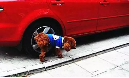 狗尿真会让轮胎爆炸么？