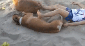 不发飙你当我宠物么！