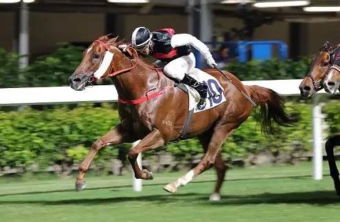 “竞骏高飞”本月赛事图片