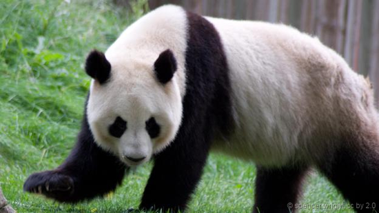 但在行走时,大熊猫是自足着地,而非两足行走