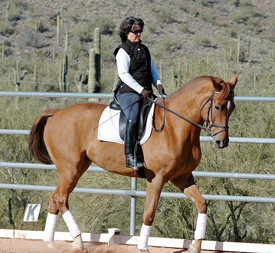 荷兰温血马:华丽优雅的绝世良驹 最成功的竞赛马