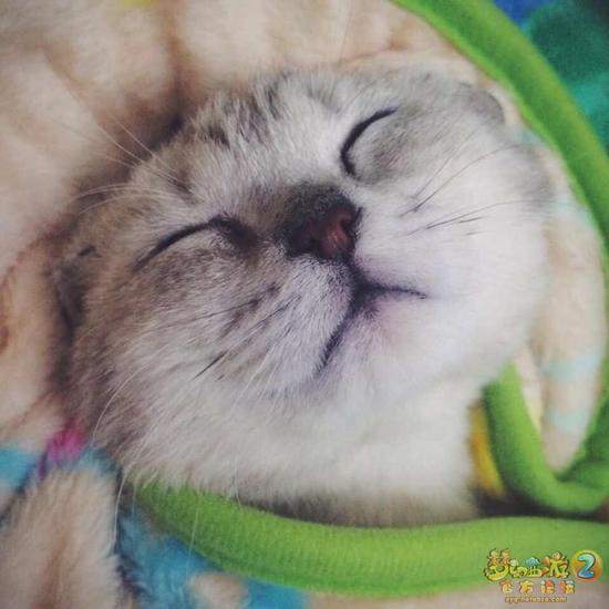 图2：傲娇萌猫紧跟其后