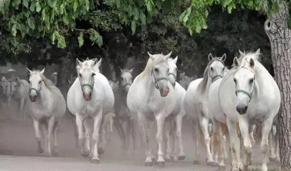 马儿的十大天性