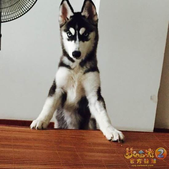 图1：霸气二哈开路