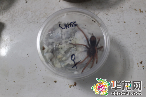 被截获的蜘蛛。 重庆出入境检验检疫局供图 华龙网发