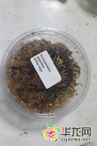 被截获的蜈蚣。 重庆出入境检验检疫局供图 华龙网发