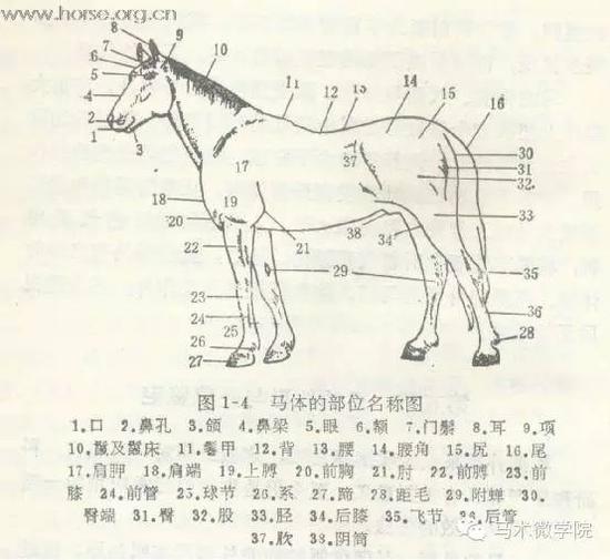 专家说马如何挑选优秀马驹从头到脚都要考量