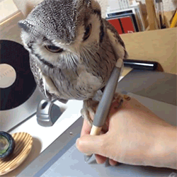 诶哟，萌我一脸血