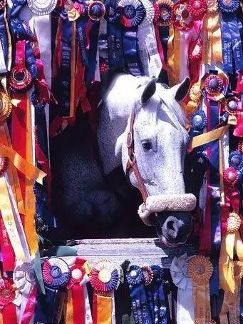 马界灰姑娘”雪人“的故事