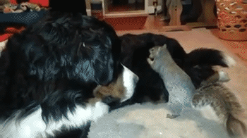 这傻逼干嘛呢老子毛发可是用了海飞丝的！