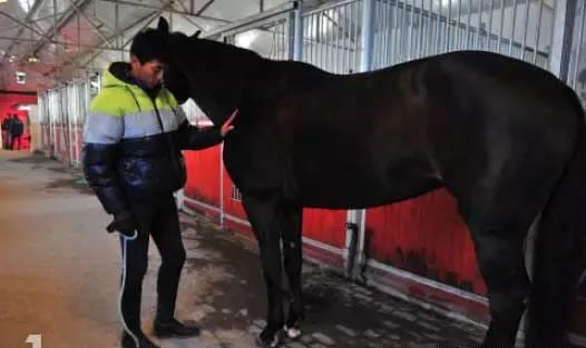 怎样让马儿轻松抬蹄