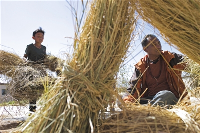 2015年10月4日，南加将收割的草打下草籽，然后晒干存放，到冬季普氏原羚活动的草场下雪觅食困难时，供普氏原羚食用。