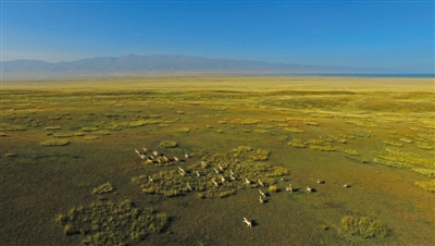 2015年10月2日，在青海湖东普氏原羚活动的草场，一个数量为36只普氏原羚的羊群，在草场上自由地奔跑。