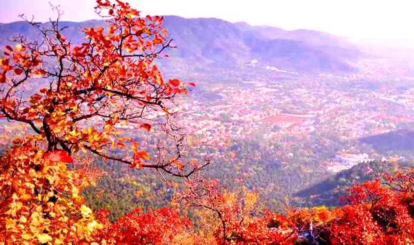 图片来源于网络