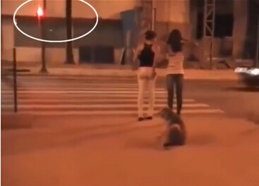 汪星人等绿灯女孩闯红灯 网友叹人不如狗