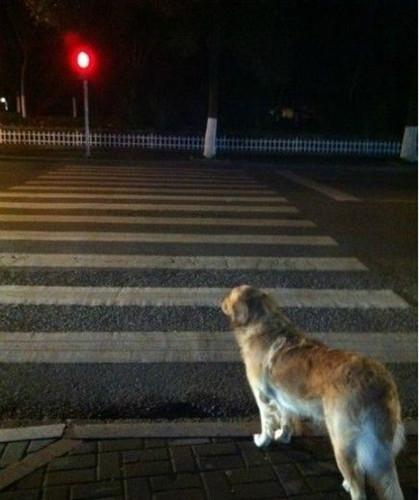 汪星人等绿灯女孩闯红灯 网友叹人不如狗